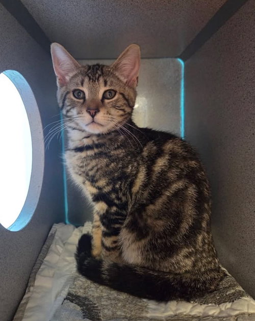 Rocco, Baby Domestic Short Hair / Mixed, cat for adoption in Liverpool, New York