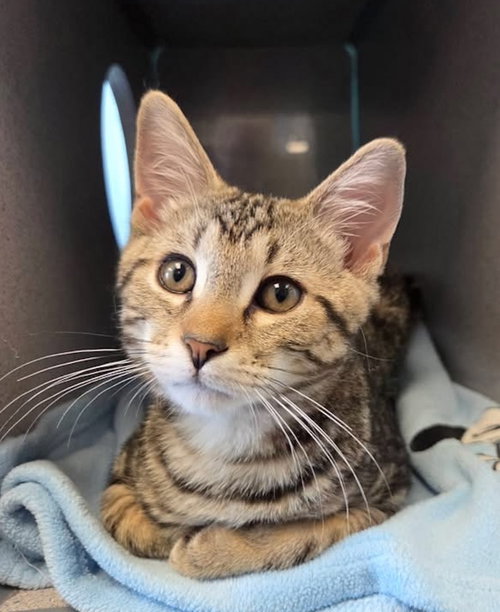 Rocco, an adoptable Domestic Short Hair in Liverpool, NY