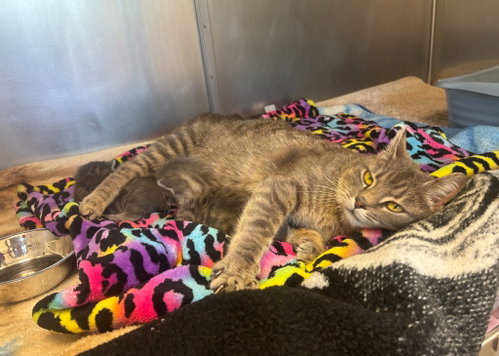 Kamryn, Baby Domestic Short Hair / Mixed, cat for adoption in Syracuse, New York