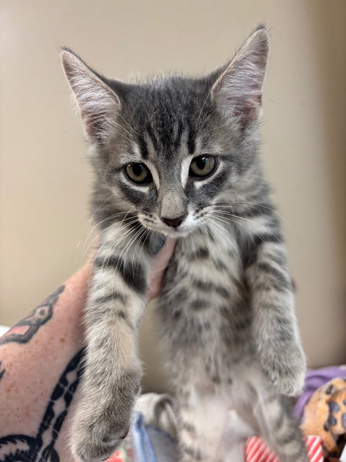 Karter, an adoptable Domestic Short Hair in Liverpool, NY