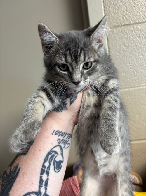 Kinsley, an adoptable Domestic Short Hair in Liverpool, NY