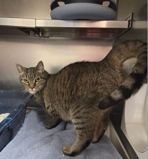 Lucy, Adult Domestic Short Hair / Mixed, cat for adoption in Syracuse, New York