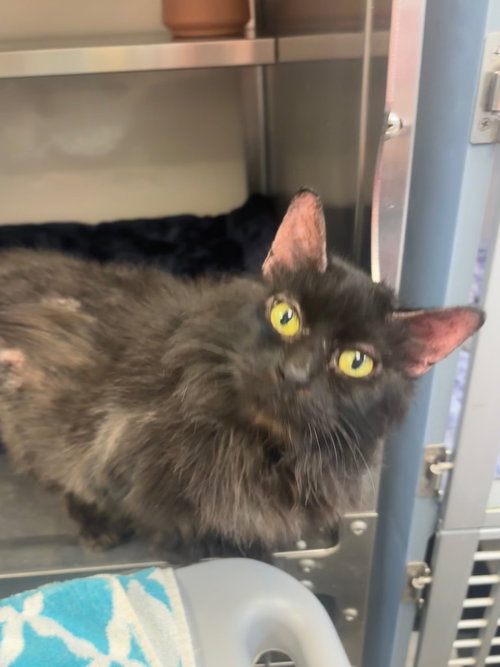 Molly, an adoptable Domestic Long Hair in Liverpool, NY