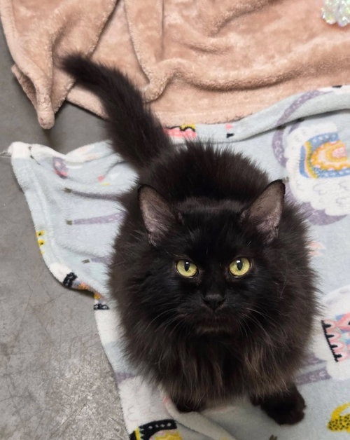 Molly, an adoptable Domestic Long Hair in Liverpool, NY