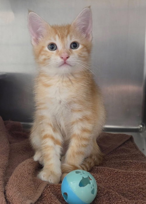 Jimmy Buffet, an adoptable Domestic Short Hair in Liverpool, NY