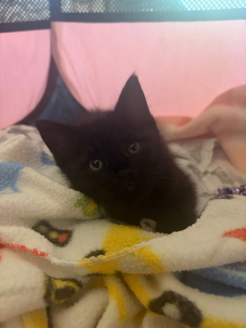 Mabel photo 2