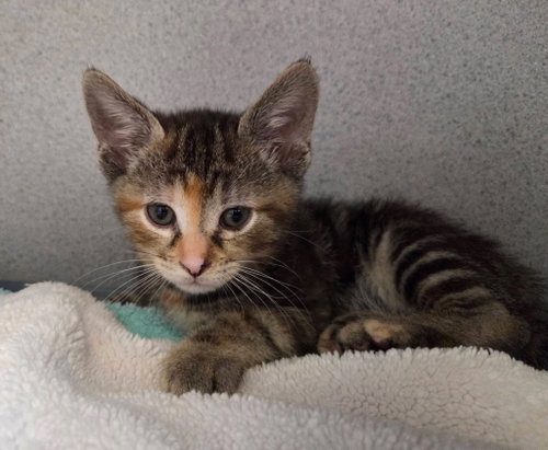 Mew, an adoptable Domestic Short Hair in Liverpool, NY