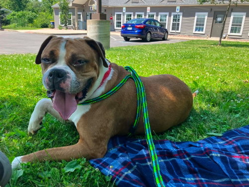 Otis, an adoptable Boxer in Liverpool, NY
