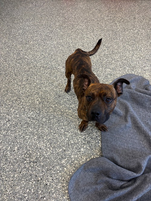 Lil Papi, an adoptable Pit Bull Terrier in Liverpool, NY