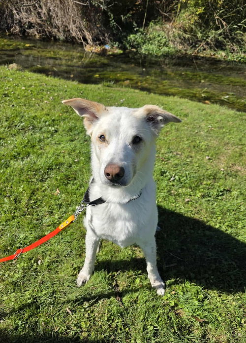 Jasper, a dog for adoption from Humane Association of CNY