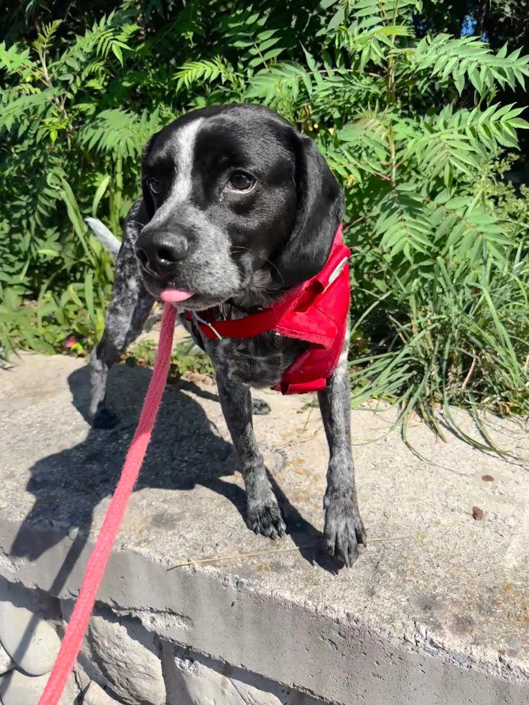 Hershey (Percy), dog