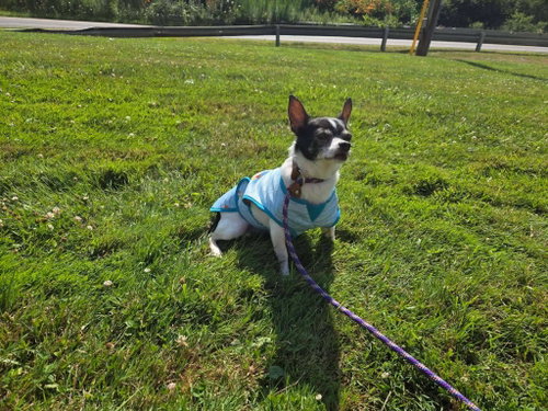 Pup, photo 2
