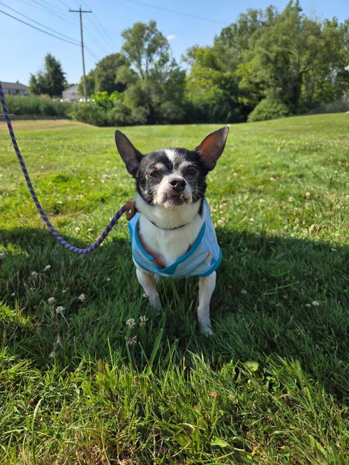 Pup, photo 3