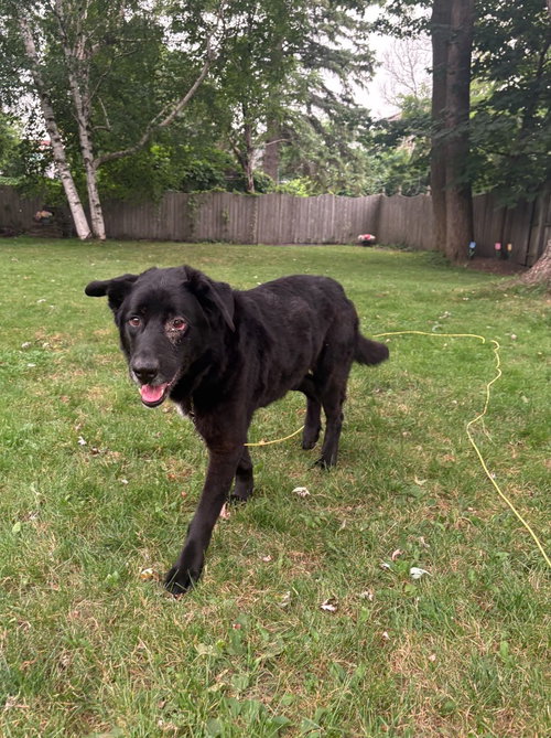 Nanook, photo 3