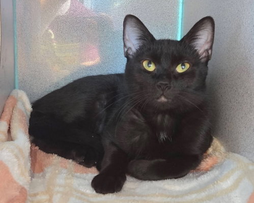 Eloise, a cat for adoption from Humane Association of CNY