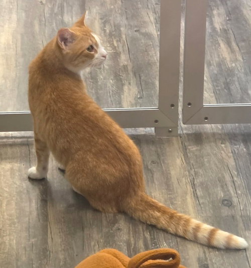 Goldie, a cat for adoption from Humane Association of CNY