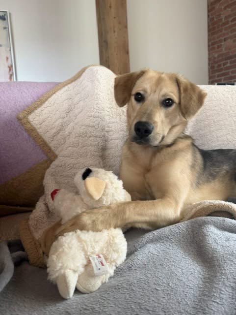 Bam-Bam, dog