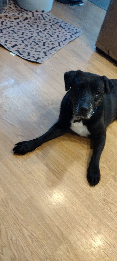 Jeremy, dog