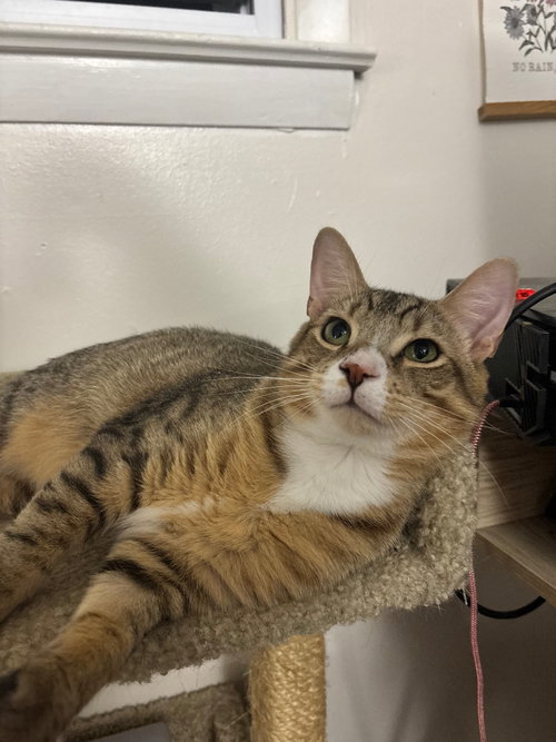 Tippy, a cat for adoption from Humane Association of CNY