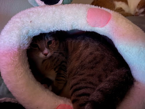 Photo 2 of Tippy