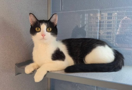 Cindy Lou Who, a cat for adoption from Humane Association of CNY