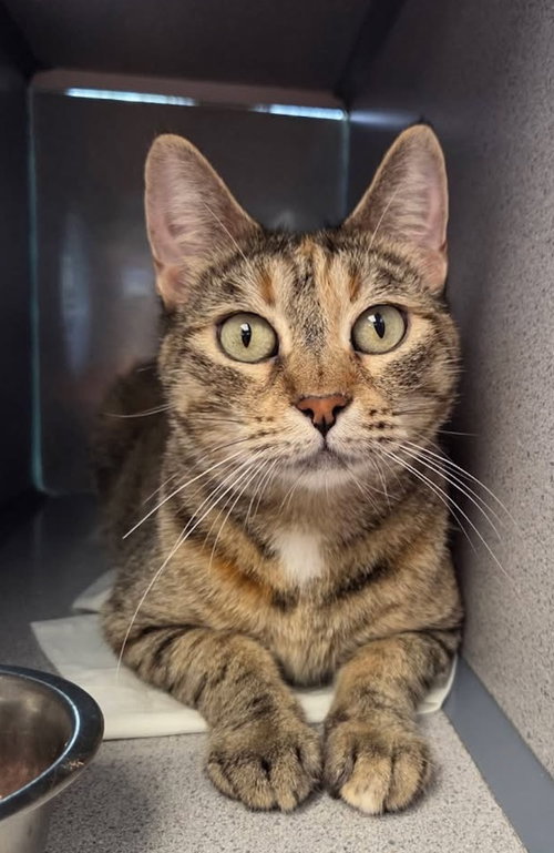 Elaine, a cat for adoption from Humane Association of CNY