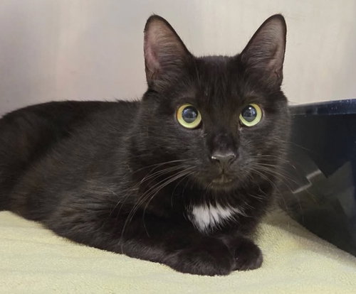 Envy Adams, a cat for adoption from Humane Association of CNY