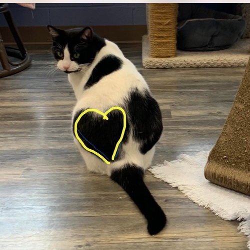 Freddy, a cat for adoption from Humane Association of CNY