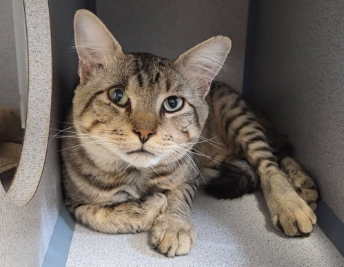 Howard, a cat for adoption from Humane Association of CNY