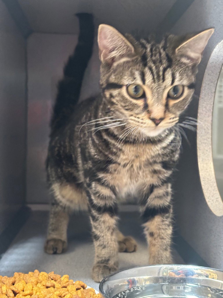 Ziva, cat — photo 1 of 1