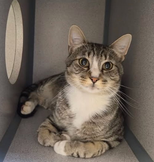 Buoy, a cat for adoption from Humane Association of CNY
