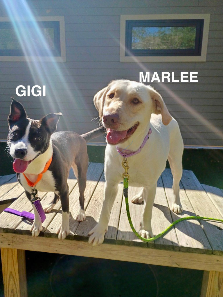 Gigi, photo 4
