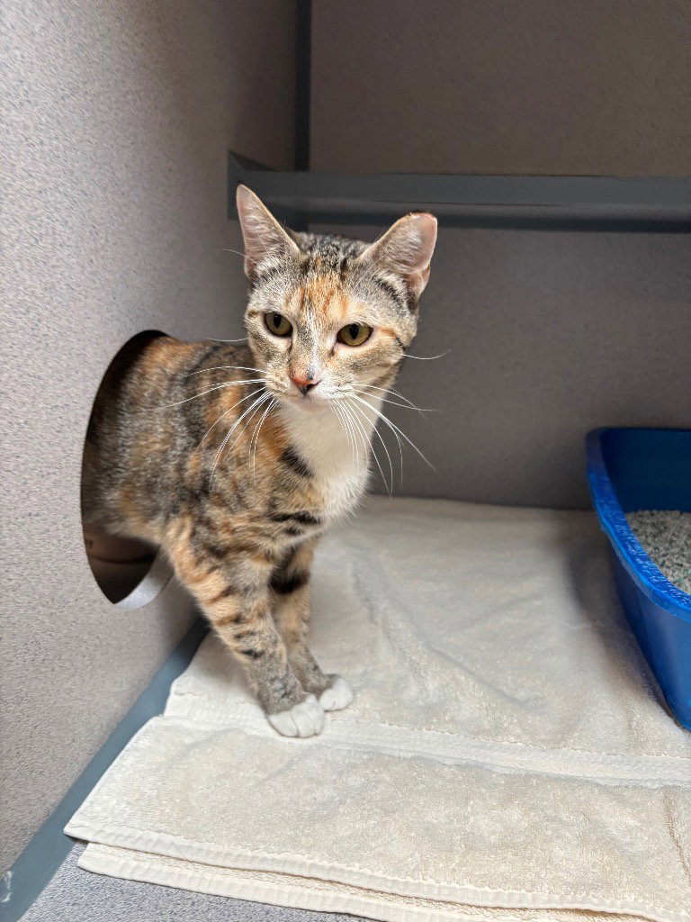 Freyja, cat — photo 1 of 1