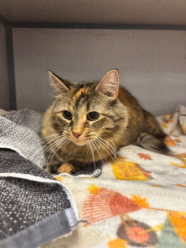 Maddy, cat — photo 1 of 1
