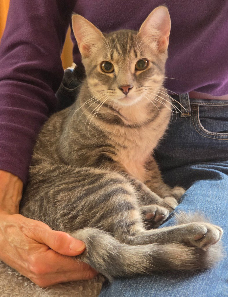 Harry, cat — photo 1 of 1