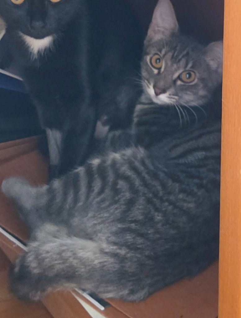 Sally (Gloria kitten), cat — photo 1 of 2