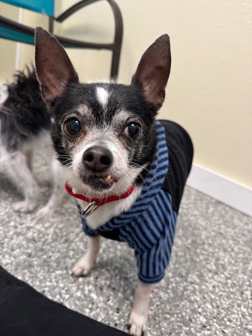 Pup, a dog for adoption from Humane Association of CNY