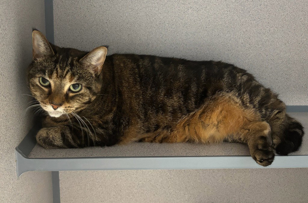 Sophie, cat — photo 1 of 1
