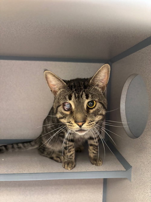 Pirate, a cat for adoption from Humane Association of CNY