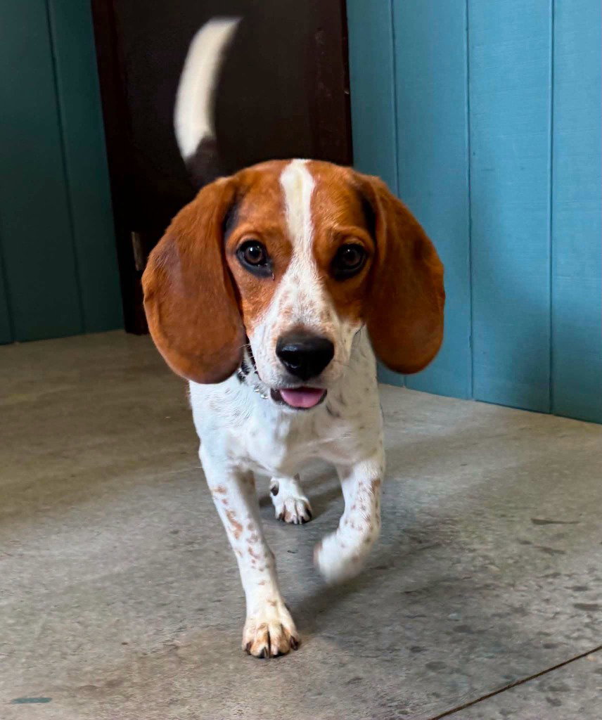Snoopy (Ryker), dog — photo 1 of 2