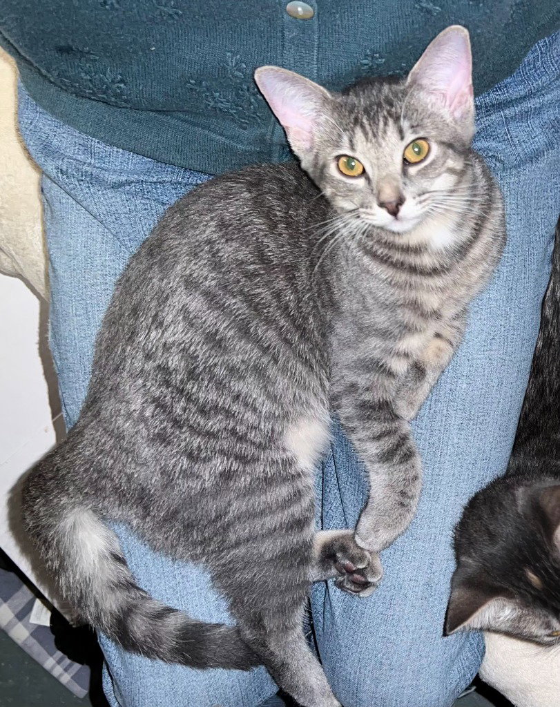 Lily, cat — photo 1 of 2