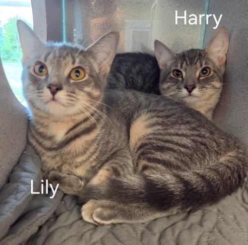 Lily