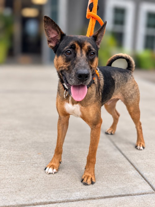 Rex, a dog for adoption from Humane Association of CNY