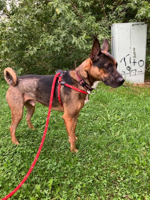 Photo 2 of Rex