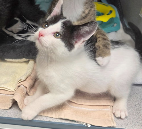 Beast, a cat for adoption from Humane Association of CNY
