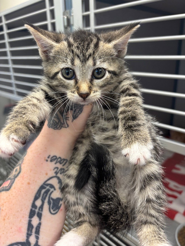 Jubilee, cat — photo 1 of 1