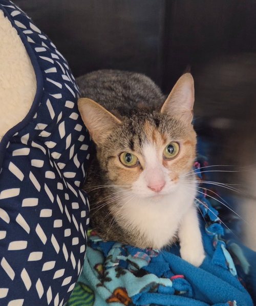 Pancake, a cat for adoption from Humane Association of CNY