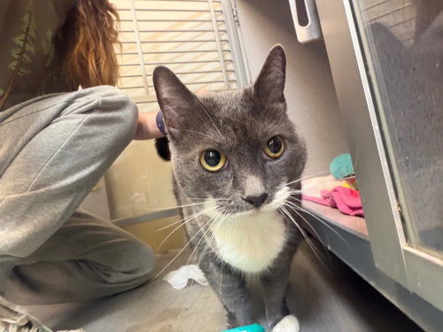 Mushkin, a cat for adoption from Humane Association of CNY