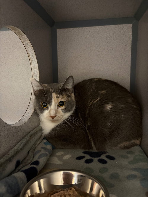Ooshkin, a cat for adoption from Humane Association of CNY