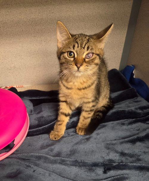 Sally, a cat for adoption from Humane Association of CNY